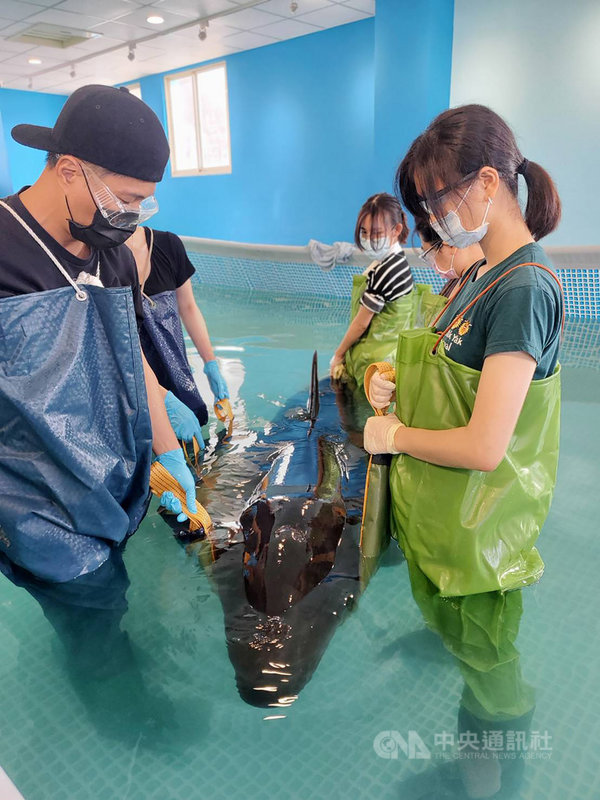 宜蘭蘇澳海域17日發現一隻擱淺雄性活體偽虎鯨,送往基隆八斗子岸置中心基隆救援站救治,相關人員發現牠可發出回聲定位主動找尋食物,19日經內視鏡確認消化系統正常,將持續檢查其他內臟部位。(基隆市政府提供)中央社記者王朝鈺傳真 110年11月19日