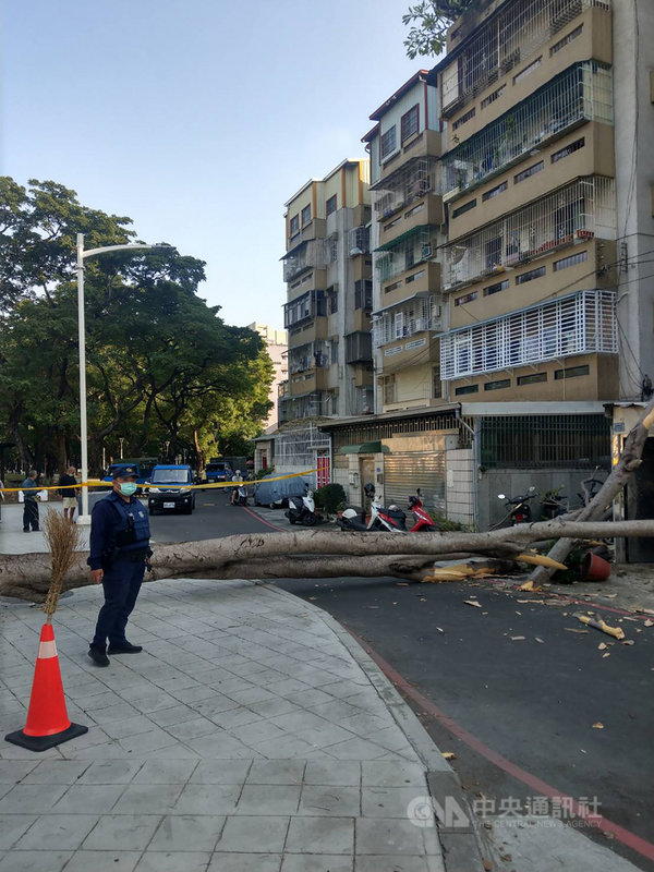 高雄市大順三路282巷正道公園一棵鳳凰木疑染褐根病,22日下午突然倒塌橫躺路上,波及民宅及一旁停放的幾輛機車,員警到場設立警示交通錐,並通知養工處調派機具排除。(高市警察局苓雅分局提供)中央社記者蔡孟妤傳真 110年11月22日