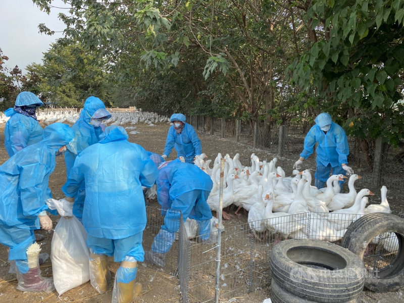 雲林縣二崙鄉某肉鵝場檢出新型H5N2亞型高病原性禽流感病毒,雲林縣動植物防疫所22日撲殺1707隻鵝,並針對周邊場域進行清潔消毒。(雲林縣動植物防疫所提供)中央社記者姜宜菁傳真 110年11月23日