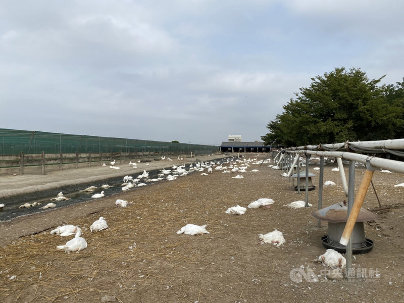 雲林縣自今年元月起至23日中午12時止縣內有12起高病原性禽流感案例,其中二崙鄉某肉鵝場檢出新型H5N2亞型高病原性禽流感病毒,雲林縣動植物防疫所呼籲養禽業者務必提高場內生物安全措施。(雲林縣動植物防疫所提供)中央社記者姜宜菁傳真 110年11月23日