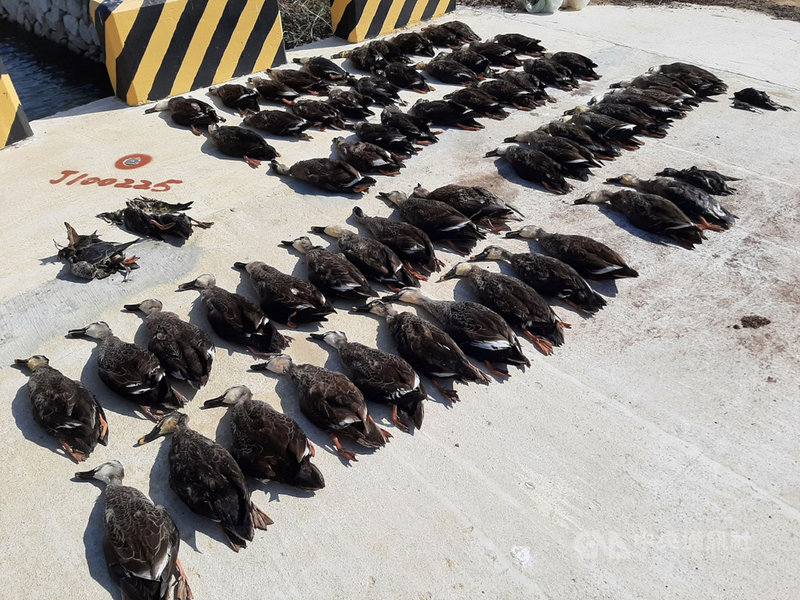 金門縣金寧鄉沙崗地區24日發現大量鳥類死亡,縣府建設處接獲通報後立刻趕赴現場調查。經過清查,死亡鳥類共76隻,疑似為誤食農藥造成。(金門縣政府提供)中央社記者黃慧敏傳真 110年11月24日