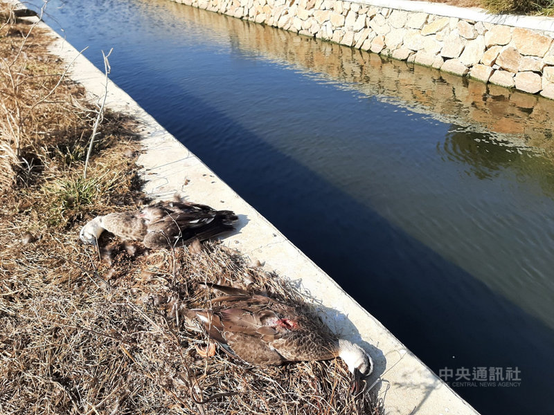 金門縣金寧鄉沙崗地區24日發現大量鳥類死亡,縣府建設處表示,事件發生地點位於沙崗農場周邊的排溝中,死亡動物個體已由縣府人員打撈,疑似為誤食農藥造成。(金門縣政府提供)中央社記者黃慧敏傳真 110年11月24日