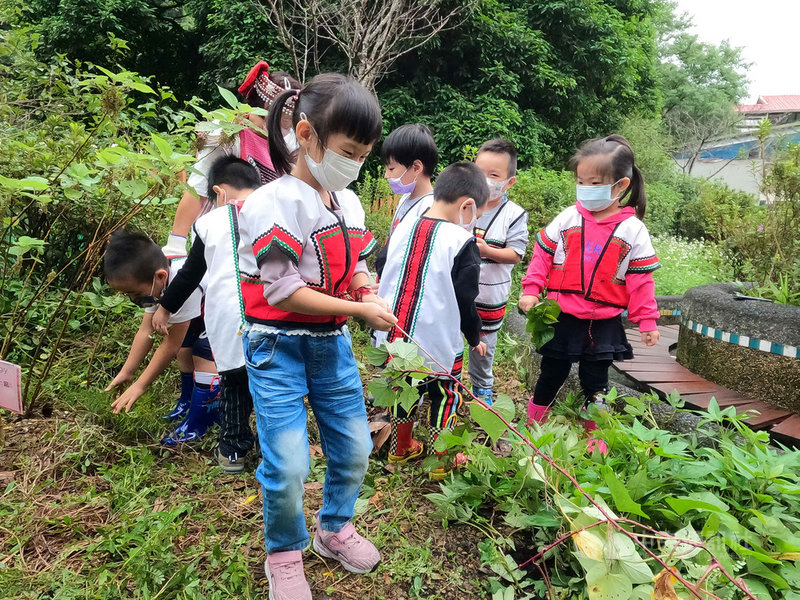 新北市原民局與教育局合作推動沉浸式原民族語教學,烏來國中小附幼的「烏來泰雅秋耕冬種」課程,即是讓孩子們在耕作、除草中同時認識植物、學習族語。(新北市教育局提供)中央社記者黃旭昇新北市傳真 110年11月24日