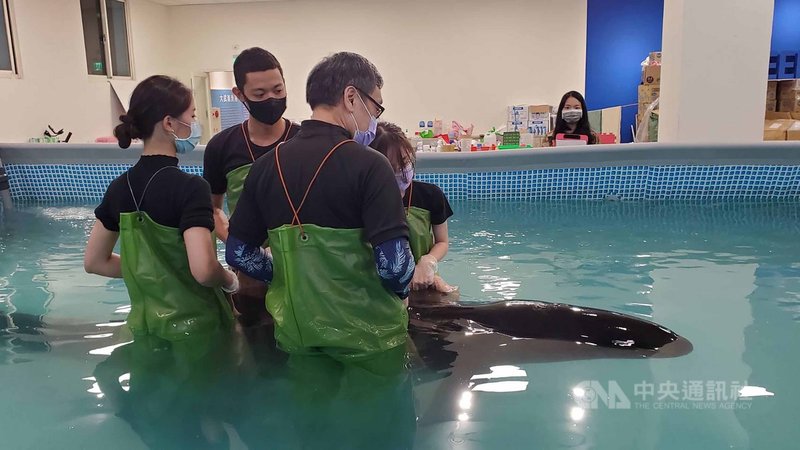 宜蘭蘇澳海域17日發現活體雄性偽虎鯨擱淺送到基隆救治,命名為「亮鯨鯨」,經過8天救援,將於25日上午野放。(讀者提供)中央社記者王朝鈺傳真 110年11月24日