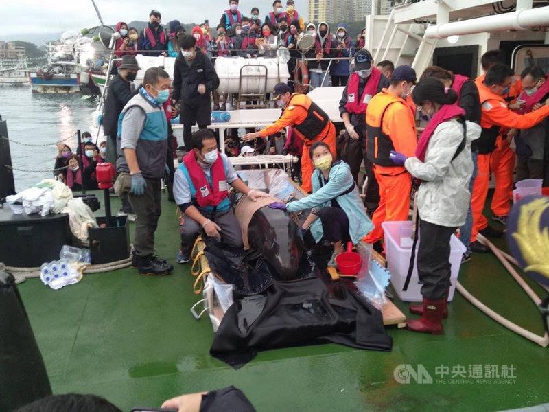 宜蘭蘇澳海域17日發現一隻活體偽虎鯨擱淺送到基隆救治,命名為「亮鯨鯨」,經過9天救治,25日上午野放大海,這次也是海保救援網成立以來首次偽虎鯨活體復健並成功野放的案例。(海洋委員會海洋保育署提供)中央社記者王朝鈺傳真 110年11月25日