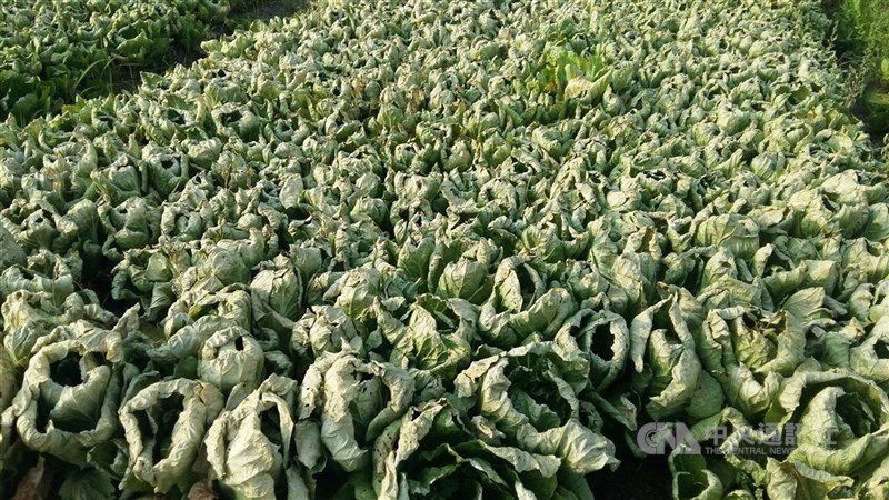 高麗菜栽種量11月中旬達到超量的紫燈,農糧署呼籲農民11月下旬起減種,以免量多價崩。圖為高麗菜田。(中央社檔案照片)