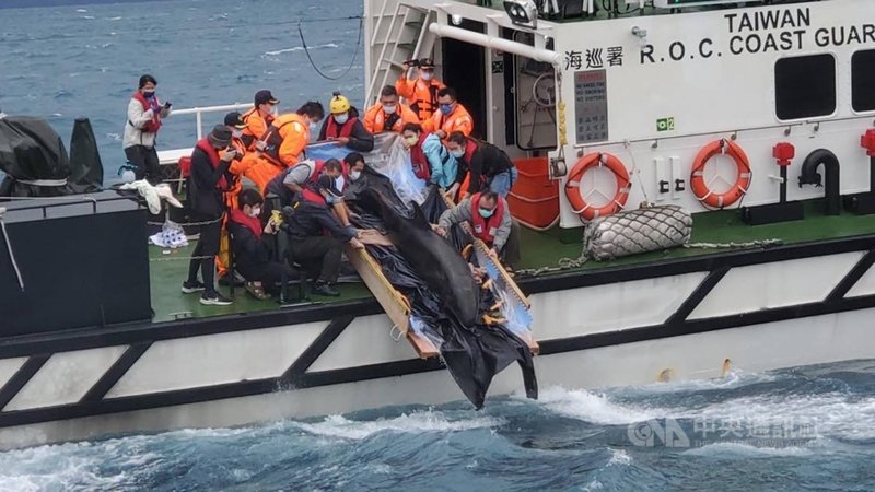 宜蘭蘇澳海域17日發現一隻活體偽虎鯨擱淺送到基隆救治，命名為「亮鯨鯨」，經過9天救治，25日上午野放，在救援夥伴們加油與祝福下返回大海。（海洋委員會海洋保育署提供）中央社記者王朝鈺傳真 110年11月25日