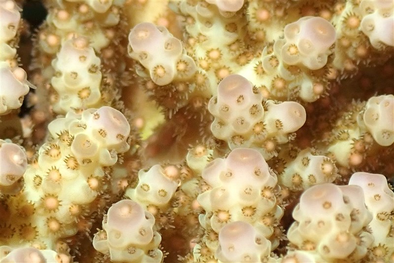 研究組織Reef Teach的海洋科學家菲力普斯表示,對珊瑚產卵感到欣慰,牠們像人類一樣歷經困難但仍然好轉,這給了人們希望。(圖取自facebook.com/reefteachcairns)