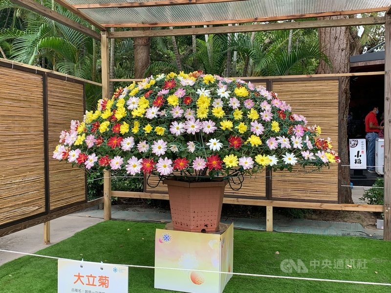 「2021士林官邸菊展」26日登場,今年以「菊來運轉、疫情消散」為題,展出耗時兩年栽培的大立菊等花卉。中央社實習記者王穎皓攝 110年11月26日