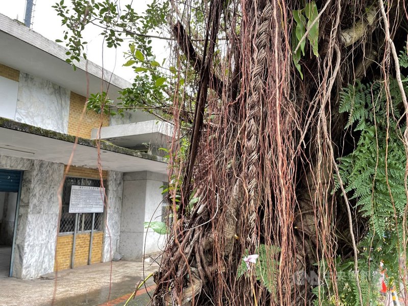 花蓮縣吉安鄉干城火車站廢站多年,車站外的老榕樹與當地居民情感深厚,每一棵榕樹的氣根都有「辮子」,以避免氣根勾到行經路人,減少干擾。中央社記者張祈攝 110年11月26日