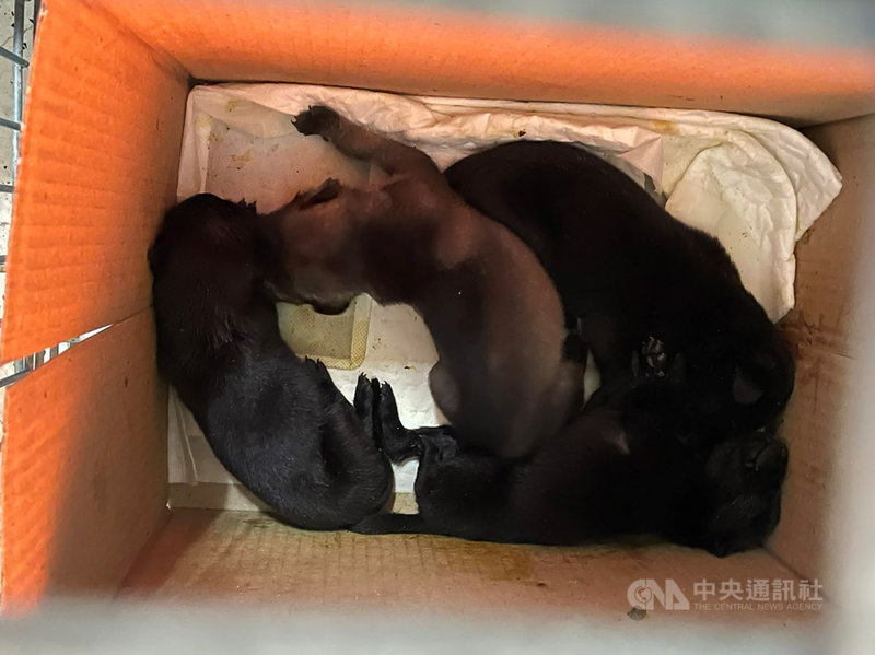 嘉義縣家畜疾病防治所長林珮如26日表示,日前獲報在中埔鄉中崙澐水溪附近有幼犬遭人棄養,派員到場發現是5隻僅出生幾日且尚未開眼的幼犬,在冷風中受凍,其中1隻已經死亡,隨即將小狗帶回安置,後續並調閱路口監視器要追出棄養人。(嘉義縣家畜所提供)中央社記者蔡智明傳真 110年11月26日