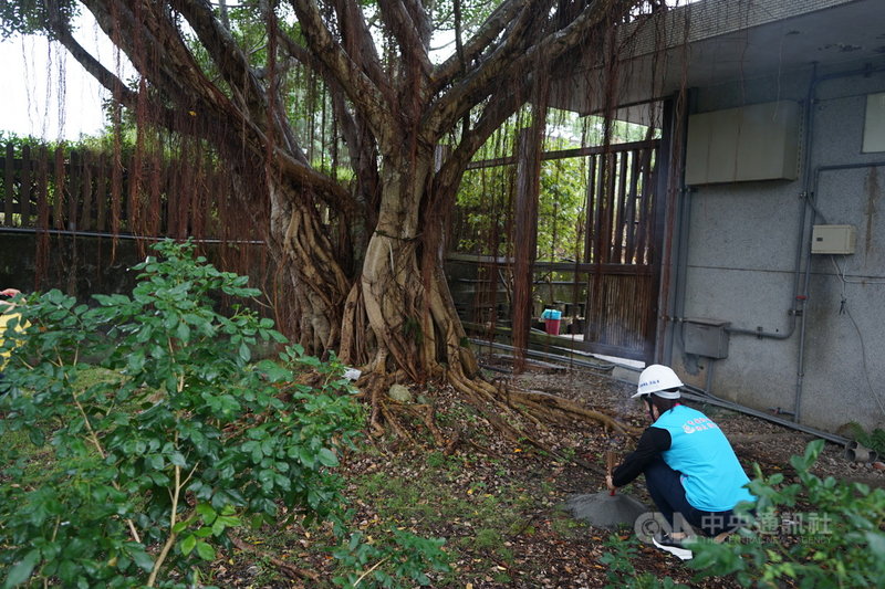 花蓮縣吉安鄉公所正進行廢棄的干城火車站美化工程,因建物旁老榕樹根破壞建築結構,鄉公所考量老樹與居民情感決定移植,吉安鄉長游淑貞(圖)26日祭拜向老樹告知,盼老榕樹未來繼續陪伴居民。中央社記者張祈攝 110年11月26日