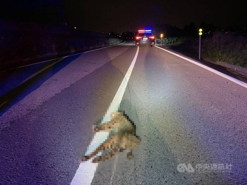 台61線西濱快速公路苗栗路段26日晚間發生石虎路殺案件,苗栗縣政府農業處表示,石虎路殺經常發生在夜晚時分,提醒民眾開車經過苗栗縣道路,當看到有石虎圖象標誌,就是石虎出沒熱區,應放慢行車速度,用行動共同保育珍貴的石虎。(警方提供)中央社記者管瑞平傳真 110年11月29日