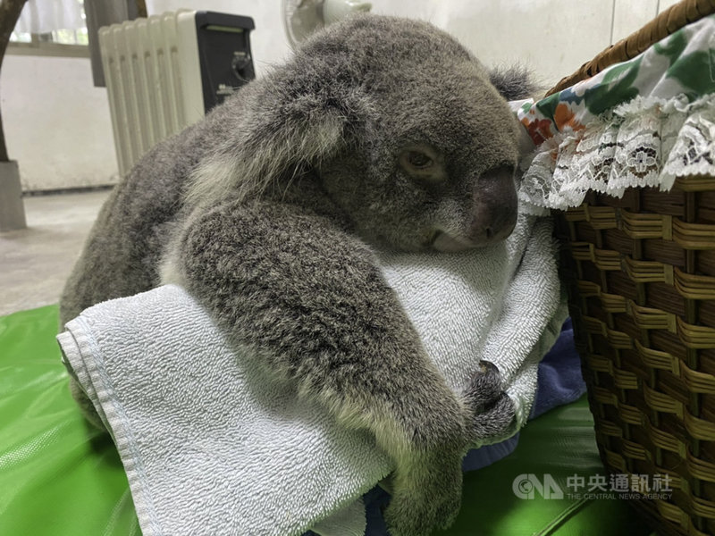 台北市立動物園的無尾熊Grace因反轉錄病毒發病,引發急性白血病,已無能力自行生活,園方忍痛決定執行人道處理動物機制,讓Grace在睡夢中平靜離開。(台北市立動物園提供)中央社記者陳昱婷傳真 110年11月29日