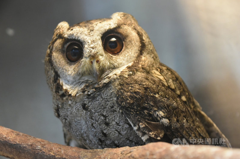 新竹市立動物園今年4月救援一隻領角鴞幼雛,經獸醫悉心照顧,並教導飛行與狩獵後,近日將野放。(新竹市立動物園提供)中央社記者魯鋼駿傳真 110年11月29日