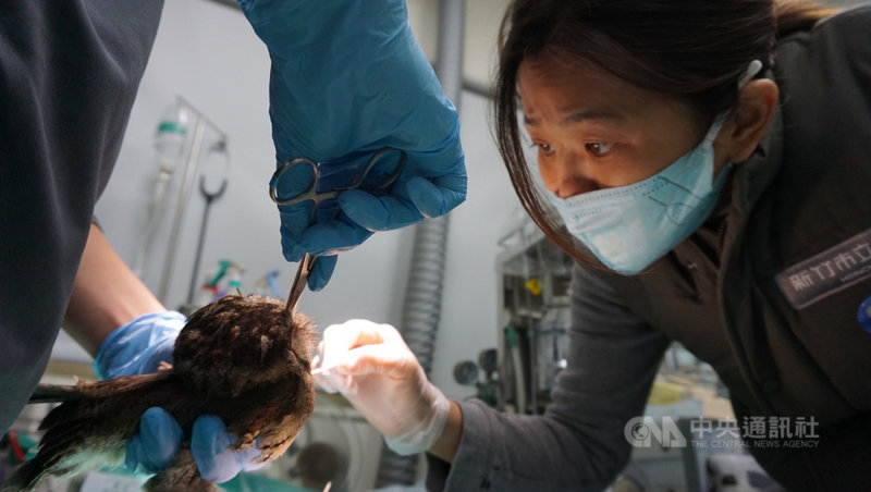 新竹市立動物園今年4月救援一隻領角鴞幼雛,當時營養不良、身體虛弱,獸醫陳致吟(右)化身鳥媽媽,教導飛行與狩獵,近日將進行野放。(新竹市立動物園提供)中央社記者魯鋼駿傳真 110年11月29日