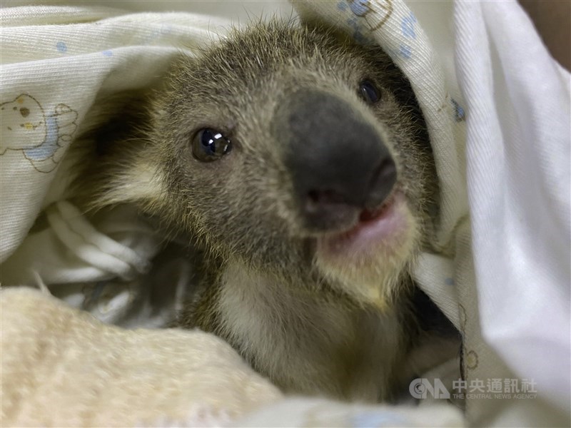 無尾熊Grace染急性白血病 北市動物園接手育女 台北市立動物園無尾熊Grace因急性白血病,執行人道處理,育兒袋裡的女兒Joey(圖)則由園方接手人工照養。 (台北市立動物園提供) 中央社記者陳昱婷傳真 110年11月29日