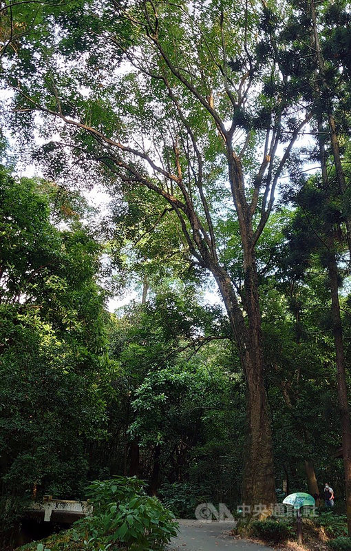 嘉義樹木園具百年歷史,為嘉義八景之一,園區還有多項全台樹木獨有特色,如巴西橡膠樹群為全台數量最多。(林試所提供)中央社記者黃國芳傳真 110年11月29日