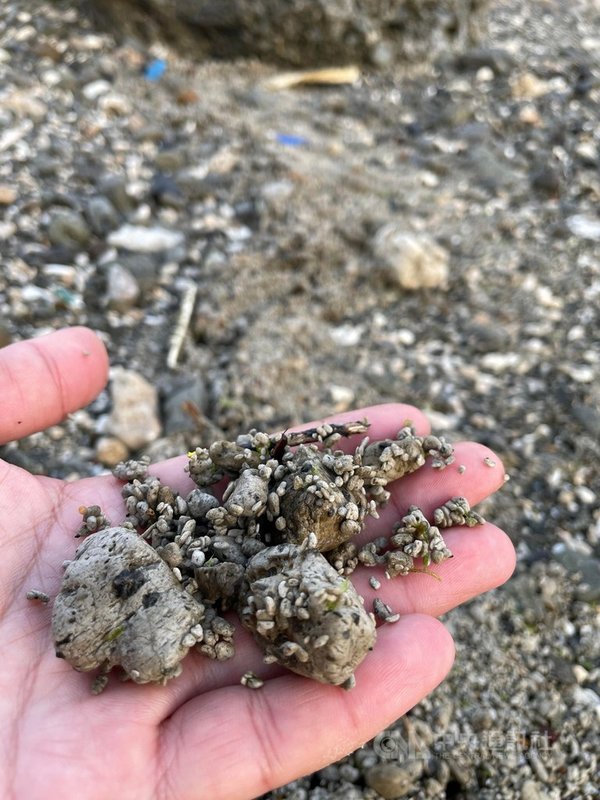 日本小笠原群島海底火山「福德岡之場」今年8月噴發後,產生大量浮石,經3個多月隨黑潮洋流及這兩天吹東風,綠島東北海域的港區及沿岸都發現許多浮石。(民眾提供)中央社記者李先鳳傳真 110年11月30日