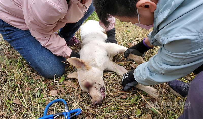 台灣動物緊急救援小組11月30日接獲通報,高雄岡山大莊路靠阿公店溪鄉道,近日出現一隻白色流浪犬被人以棍棒打爆左眼,救援人員以垂降接力方式將狗狗營救上岸查看傷勢。(台灣動物緊急救援小組提供)中央社記者洪學廣傳真 110年12月1日