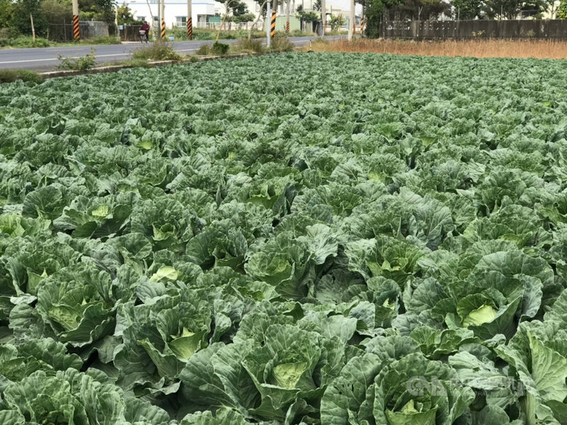 台南市政府農業局發現,今年高麗菜出現搶種情形,供給已超出市場需求,農民應分批分次種植,以避免農曆春節過後菜價崩盤。(台南市政府提供)中央社記者張榮祥台南傳真 110年12月3日