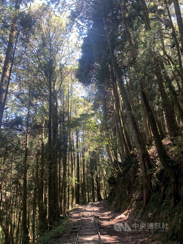 阿里山特富野古道今年8月封閉整修,後因考量不適宜較大機具進場擾動,暫停工程,已先補強古道既有橋梁支撐,並自4日起重新開放。(嘉義林管處提供)中央社記者黃國芳傳真 110年12月3日