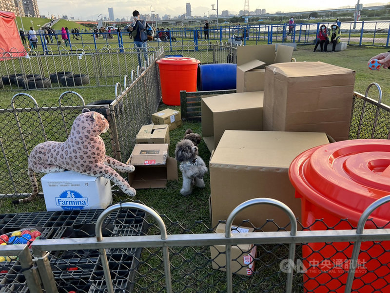 「萌寵毛寶貝運動嘉年華」4日下午在新北市蘆洲區蘆堤寵物公園熱鬧展開,吸引不少民眾帶著毛孩子到場參與,現場由訓犬學校設計的障礙賽更為活動增添不少趣味。中央社記者沈佩瑤攝 110年12月4日