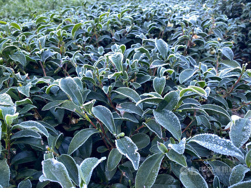 台中市和平區梨山地區近日出現零下3度的低溫,雖未下雪,但果樹、茶樹葉片上都結起一層霜,當地茶農表示,目前冬茶已採收完成,葉片上結霜不會對茶葉造成傷害,但因葉片經過霜的考驗,來年春茶品質將會更好。(梨山朝成農園提供)中央社記者趙麗妍傳真 110年12月4日