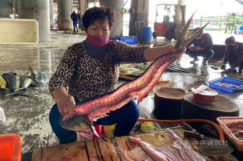 台東縣成功鎮「阿春水產」福裕號4日在拍賣市場買到尾部畸形的鬼頭刀魚,且切開後魚骨也是彎曲的。專家表示,應該是基因突變造成,每年都會發現1至2尾。(阿春水產提供)中央社記者盧太城台東傳真 110年12月4日