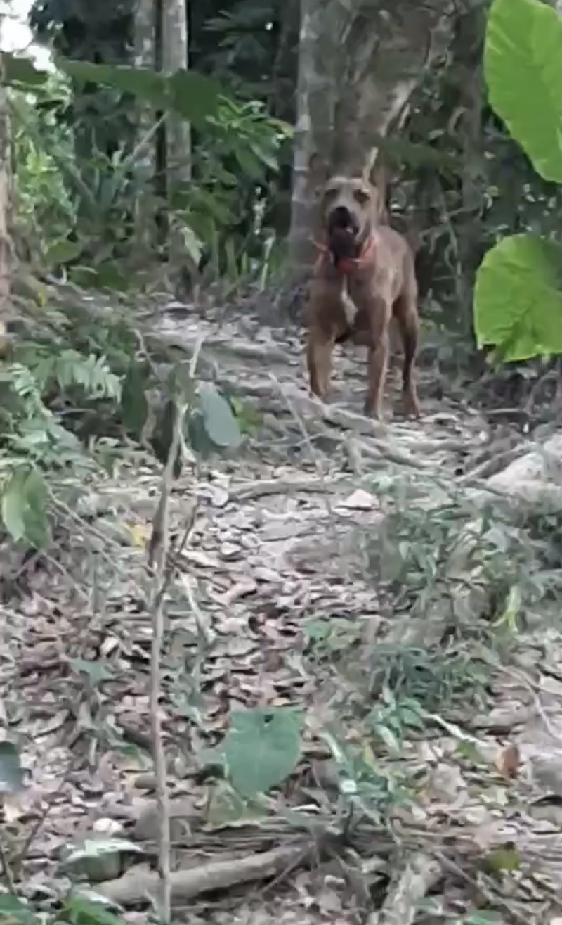 嘉義縣家畜疾病防治所獲報,有3隻土狗被遭遺棄的比特犬咬死,已置放誘捕籠追捕中。(嘉義縣家畜疾病防治所提供)
