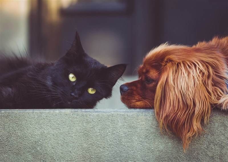 日本通過修法,強制犬貓繁殖者等為寵物犬貓植入晶片,預計2022年6月實施。(圖取自Pixabay圖庫)