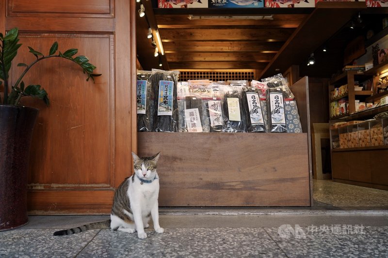 台北大稻埕有不少店家為了防鼠而養貓,造成幾乎家家有「貓店長」的可愛景象。圖為店貓「糖糖」。(大稻埕創意街區發展協會、菜菜子提供)中央社記者王寶兒傳真 110年12月5日