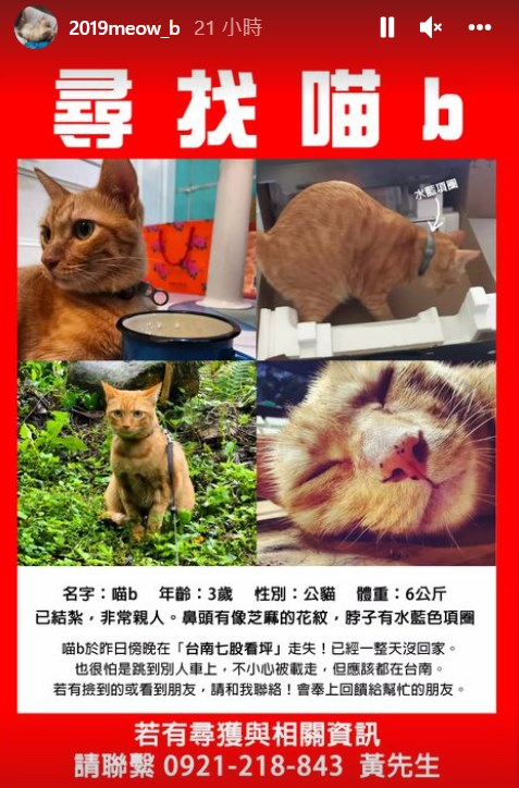 金馬獎最佳新導演黃信堯的愛貓「喵b」3日傍晚在台南七股走失,黃信堯在社群平台焦急盼南部民眾協尋。(圖取自instagram.com/2019meow_b)