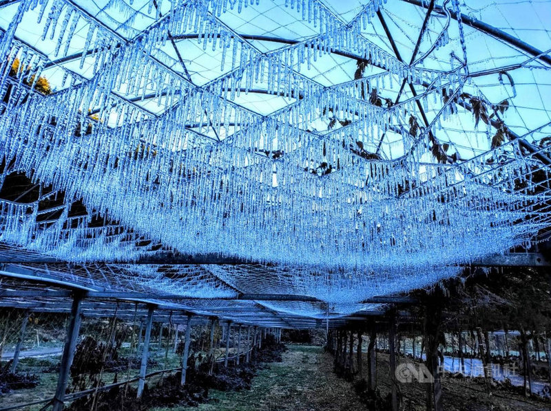 武陵農場的紫藤棚架區因澆灌系統滴水剛好又遇低溫,水柱凝結出現美麗的冰晶和冰柱等美景,宛如冰雪奇緣中的冰宮世界。(武陵農場提供)中央社記者趙麗妍傳真 110年12月6日