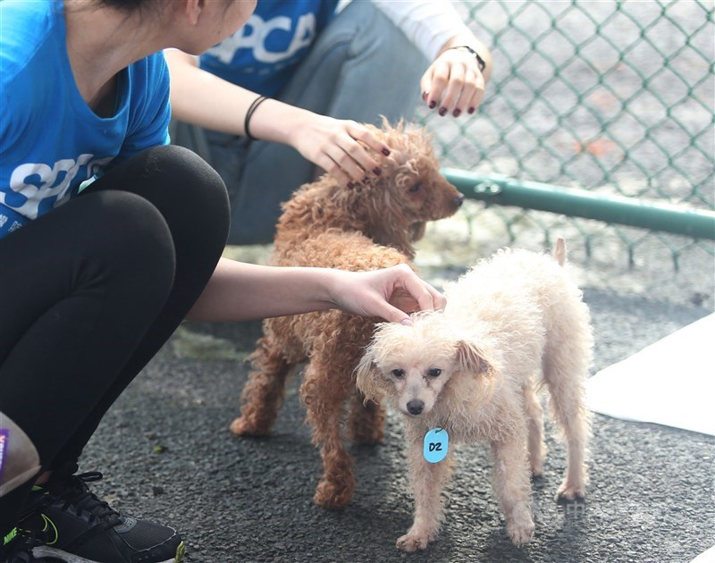 北市動保處7日表示，動物之家擬原址興建，不挖地下室。（中央社檔案照片）