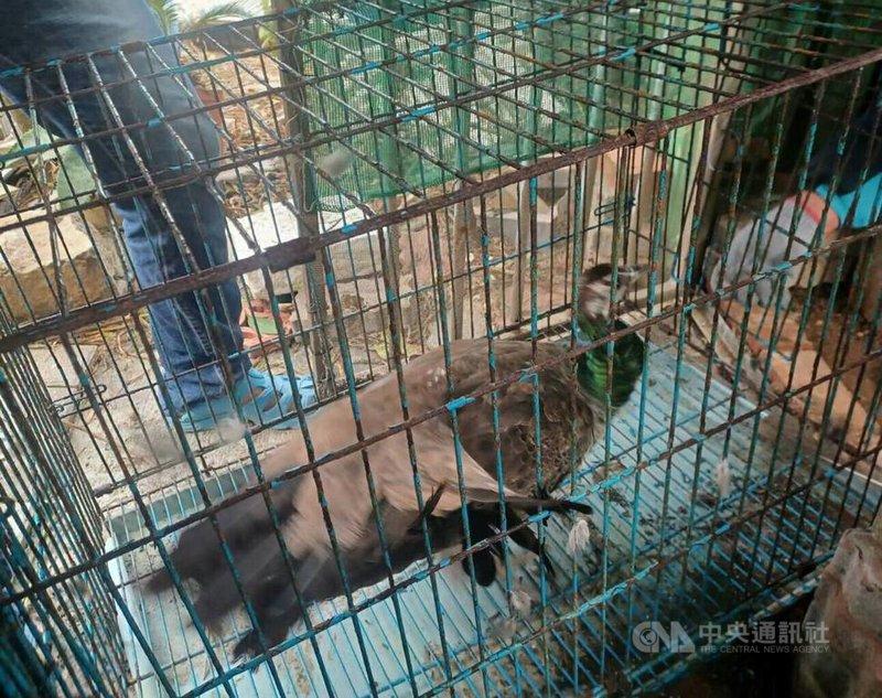 金門縣政府在4月中旬贈送6隻孔雀給澎湖,有2隻趁隙脫逃,6日晚間在馬公石泉一處修車場發現其中1隻脫逃的雌孔雀並順利誘捕,農漁局7日領回,暫時安置在檢疫站。(澎湖縣農漁局提供)中央社 110年12月7