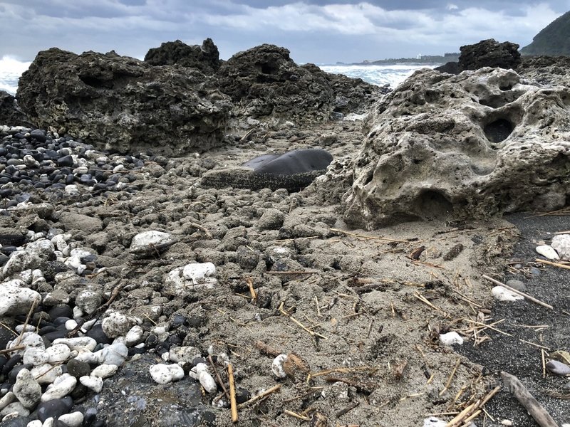 日本小笠原群島火山8月噴發，海巡署東部分署第一二岸巡隊8日表示，花蓮外海石梯坪至七星潭都有發現零星火山浮石，數量有增多趨勢。中央社記者張祈攝 110年12月8日