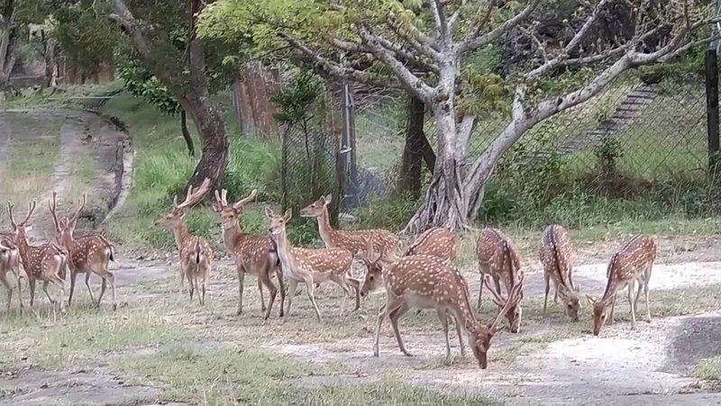 台灣梅花鹿為台灣特有亞種,曾被國際自然生態保育聯盟(IUCN)列為受威脅最嚴重鹿種之一。墾管處依行政院指示及核定計畫辦理復育,目前野外繁衍族群已超過1500隻以上,為國際保育界重要成果。(墾丁國家公園管理處提供)中央社記者洪學廣傳真 110年12月8日
