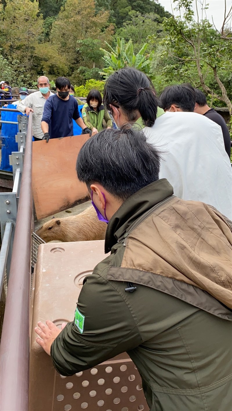 台北市立動物園水豚寶寶7日趁著熱帶雨林區戶外活動場進行補土作業時脫逃逛街,工作人員拿著擋板、搬運箱籠將牠帶回家。(台北市立動物園提供)中央社記者陳昱婷傳真 110年12月8日