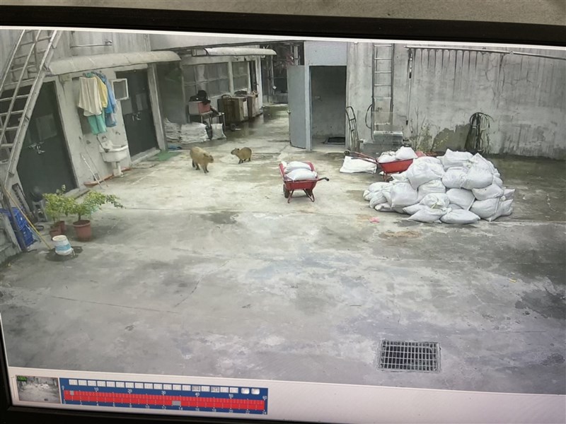 台北市立動物園熱帶雨林區戶外活動場7日進行補土作業,卻讓水豚寶寶趁隙脫逃,園方將再檢討管理流程。(台北市立動物園提供)中央社記者陳昱婷傳真 110年12月8日