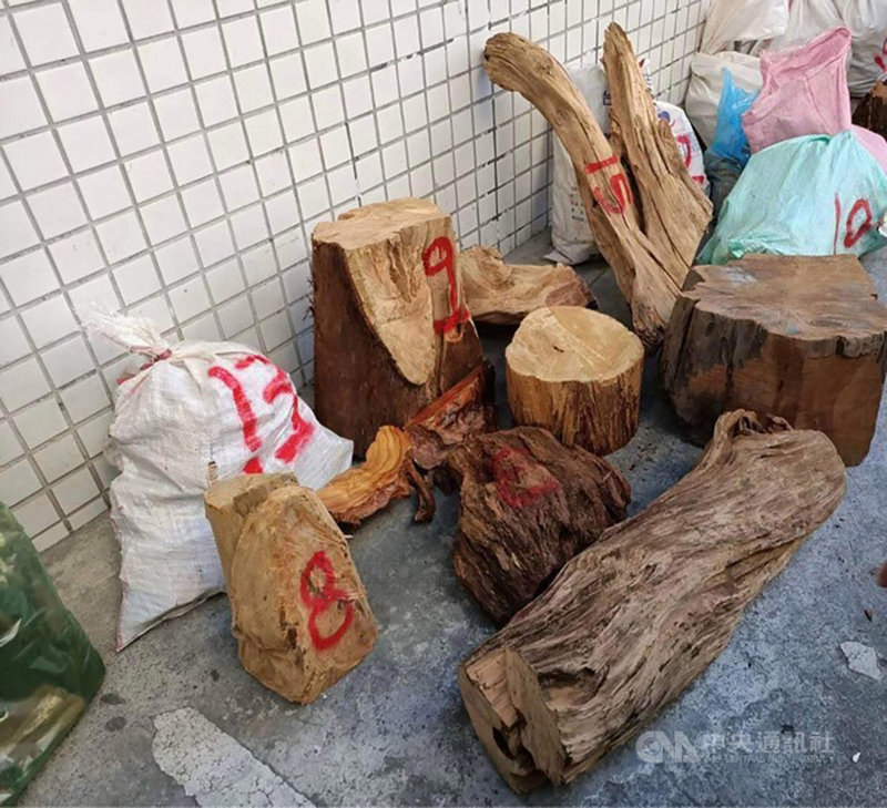 新竹檢方8日表示,以羅姓男子為首的山老鼠集團,近半年來在尖石鄉一帶的國有山地盜伐肖楠、牛樟等森林貴重木,重量初估約有300餘公斤;經漏夜訊問羅男等8人後,檢方認為羅男等4人涉違森林法等罪嫌重大,向新竹地方法院聲請羅男羈押禁見獲准,其餘被告則分別交保或限制住居。(新竹地檢署提供)中央社記者郭宣彣傳真 110年12月8日
