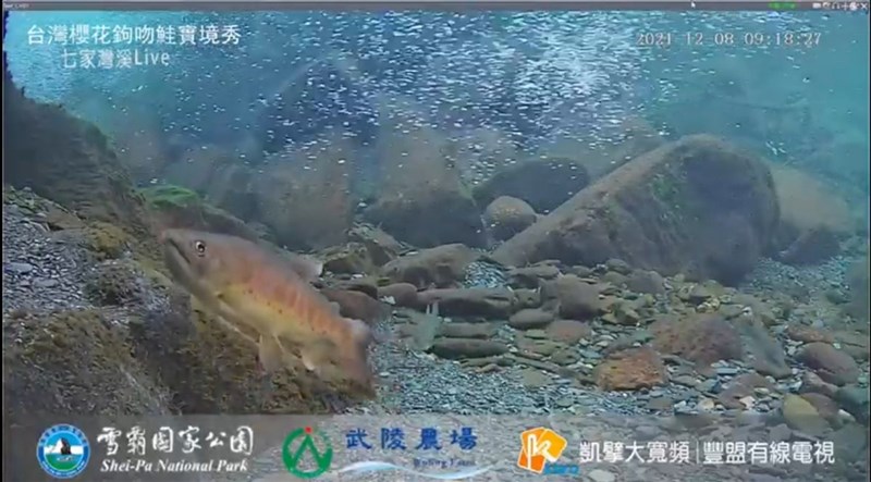 雪霸國家公園管理處與有線電視業者合作,在七家灣溪觀魚台架設水中攝影機,紀錄溪床變化及觀測魚群動態,遊客用手機掃描QR Code也可一窺「國寶魚」生態。(雪霸國家公園管理處提供)中央社記者管瑞平傳真 110年12月9日