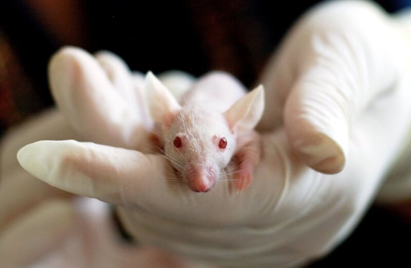 史丹佛大學研究團隊在老鼠的大腦裡植入人類神經元，試圖解開自閉症等腦神經系統疾病的謎題。（示意圖／圖取自Pixabay圖庫）
