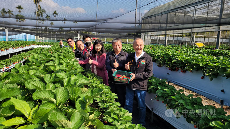 苗栗縣大湖鄉是全台最大草莓產地,今年第一期花已陸續結果,縣長徐耀昌(右)9日為大湖草莓上市宣傳,廣邀遊客把握草莓產季,到苗栗採果、泡湯。中央社記者管瑞平攝 110年12月9日
