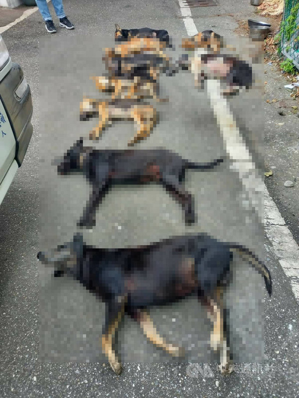 花蓮新城鄉日前發生數隻犬隻死亡事件,部分有口吐白沫、抽搐反應,花蓮縣動植物防疫所獲報後前往調查,連同飼主通報,加上附近無故死亡犬隻高達14隻,已採檢送驗釐清死因。(民眾提供)中央社記者張祈傳真 110年12月9日