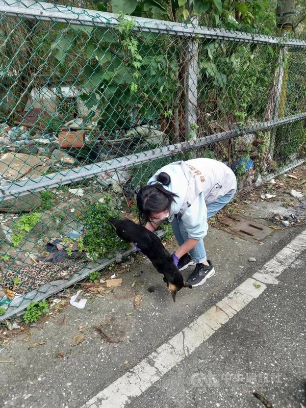 花蓮新城鄉日前發生數隻犬隻死亡事件,死亡犬隻數量共14隻,已帶回部分犬隻屍體送驗,並送行政院農委會家畜衛生試驗所採檢胃容物及毒物鑑識,結果預計一週後出爐,因死亡數量多,已會同警方調查。(民眾提供)中央社記者張祈傳真 110年12月9日