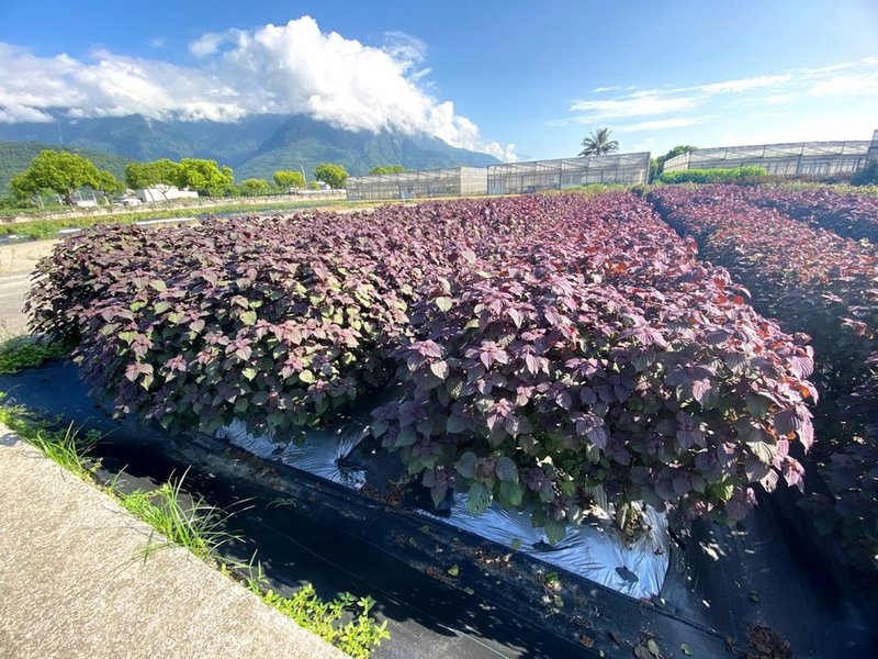 紫蘇的萃取物經研究證實,可發展為具有抑制COVID-19(2019冠狀病毒疾病)活性效果的潛力藥物,全台僅小面積種植,農委會花蓮區農業改良場推展紫蘇有機栽培及繁殖技術,將提升產量及品質。(花蓮農改場提供)中央社記者李先鳳傳真 110年12月12日