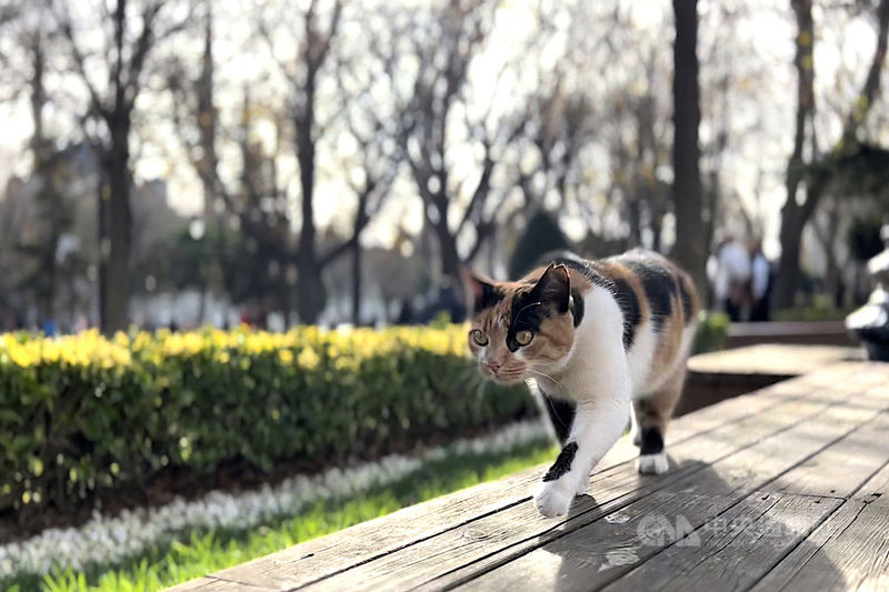 一隻流浪貓11日在伊斯坦堡法蒂赫區公園內閒晃。土耳其是舉世流浪動物數量最多的國家之一，與動物共存是鄂圖曼帝國時期以來的傳統。中央社記者何宏儒伊斯坦堡攝 110年12月12日