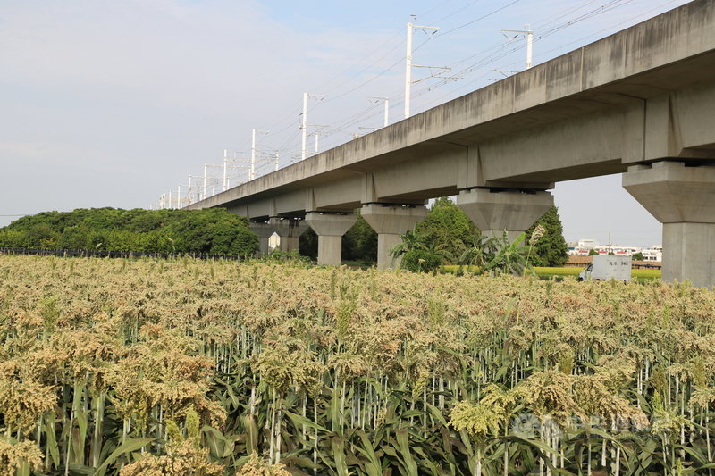 雲林縣政府今年8月中旬,由土庫鎮農會與金門酒廠契作二期高粱,總種植面積約88公頃,種植地點在土庫、虎尾、元長等高鐵沿線農地,可減少灌溉用水並減緩地層下陷衝擊。中央社記者姜宜菁攝 110年12月13日