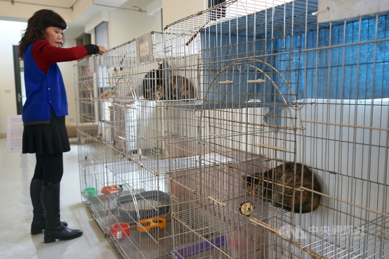 花蓮狗貓躍動園區14日正式啟用,可收容350隻流浪犬貓,由獸醫師細心照料,設有寵物互動區,提供有意願收養的民眾與毛小孩互動。圖為貓咪互動區。中央社記者張祈攝 110年12月14日